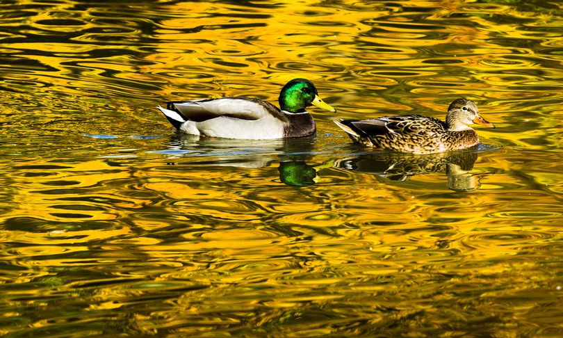 A pair of mallard ducks glide through the colorful reflections of trees lining Cannon Hill Park’s pond on Tuesday in Spokane.  (Colin Mulvany / The Spokesman-Review)