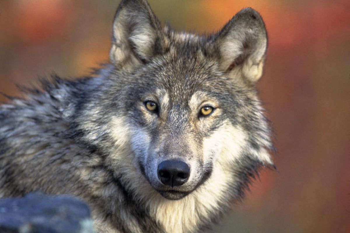 Gray wolves continued their steady increase in population and range in Washington last year despite the deaths of at least 14 animals. (Gary Kramer / U.S. Fish and Wildlife Service)