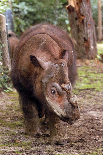 Emi, a Sumatran rhino,  died Saturday, according to the Cincinnati Zoo & Botanical Garden.  (Associated Press / The Spokesman-Review)