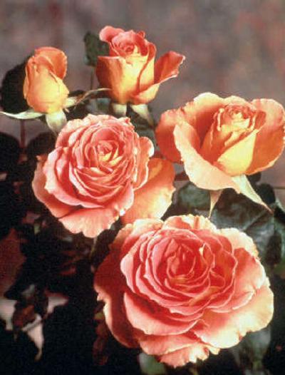 
Wait until April to plant your bare-root roses.
 (File/Associated Press / The Spokesman-Review)