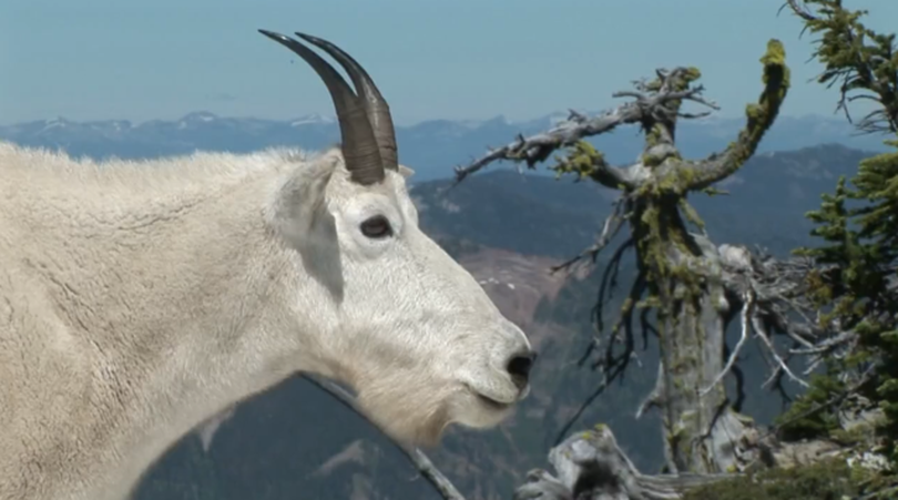 Mountain goat on Scotchman Peak in North Idaho northeast of Lake Pend Oreille. (Bob Legasa)