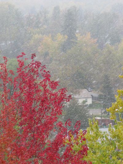 Snowflakes fall in Boise on Friday (Betsy Russell)