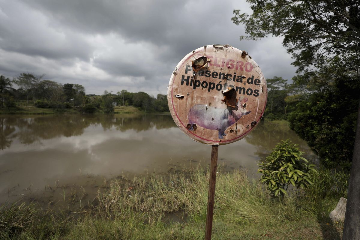 A hippo warning stands on the shore of a lagoon near Doral, Colombia, Wednesday, Feb. 3, 2021. The offspring of hippos illegally imported to Colombia by drug kingpin Pablo Escobar in the 1980s are flourishing in the lush area and experts are warning about the dangers of the growing numbers.  (Fernando Vergara)