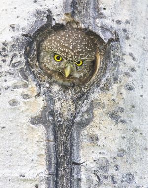 Northern pygmy owl, one of many birds featured in photographic studies by Paul Bannick. 
Copyright Paul Bannick
 

 (Copyright Paul Bannick)