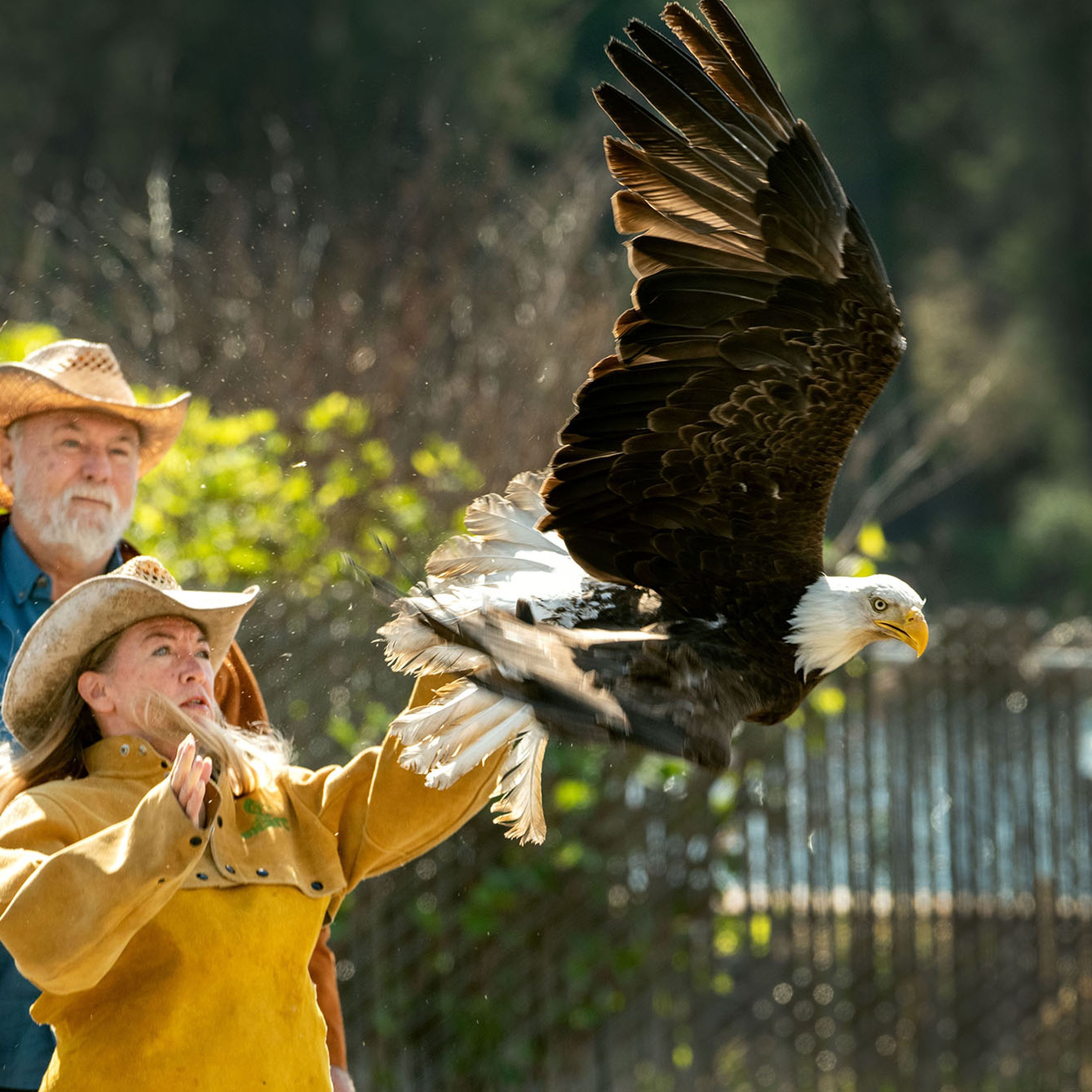 Bald Eagle Hat, Size: One Size