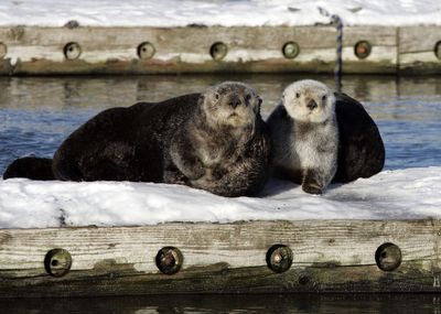 Sea otters sit on a float in the Cordova, Alaska, boat harbor in February. A federal agency is proposing habitat protection for Alaska sea otters in the Aleutian Islands, where numbers have dwindled by more than half in 20 years.  (File Associated Press / The Spokesman-Review)