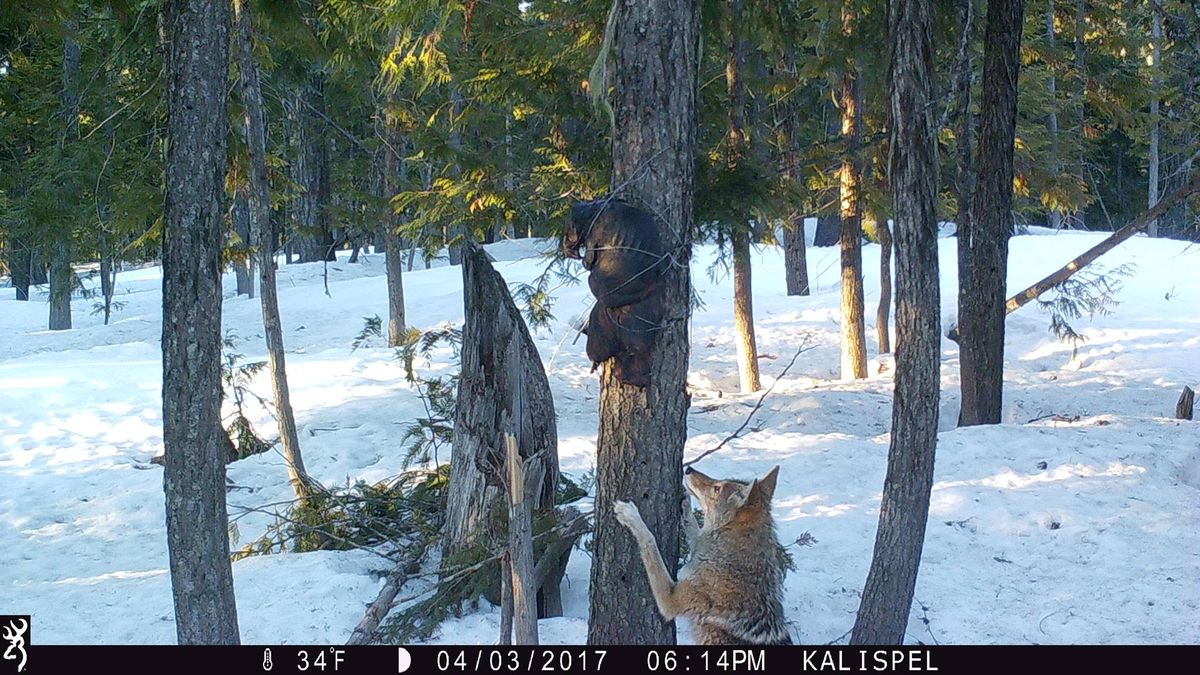 A coyote samples a wildlife researcher's bait station above the Priest Lake area in April. (Kalispel Tribe)