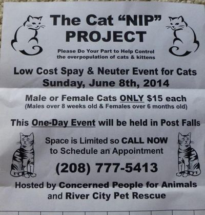 Cat nip