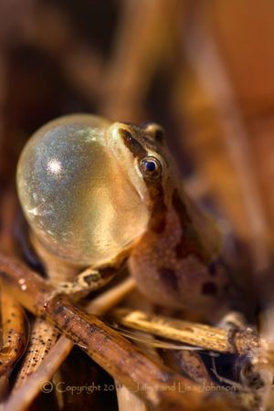 A boreal chorus frog calling. (Jaime Johnson)