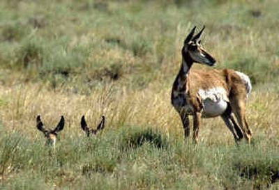 
A pronghorn doe keeps watch over two fawns, a futile task last year on the National Bison Range in Montana, where coyotes killed all of the pronghorn fawns born last season.
 (File/Associated Press / The Spokesman-Review)