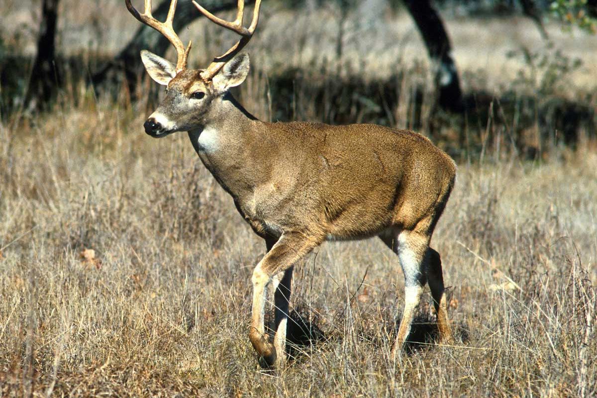 Add whitetail deer to the list of animals that can contract and carry COVID-19.  (University of Idaho/courtesy)