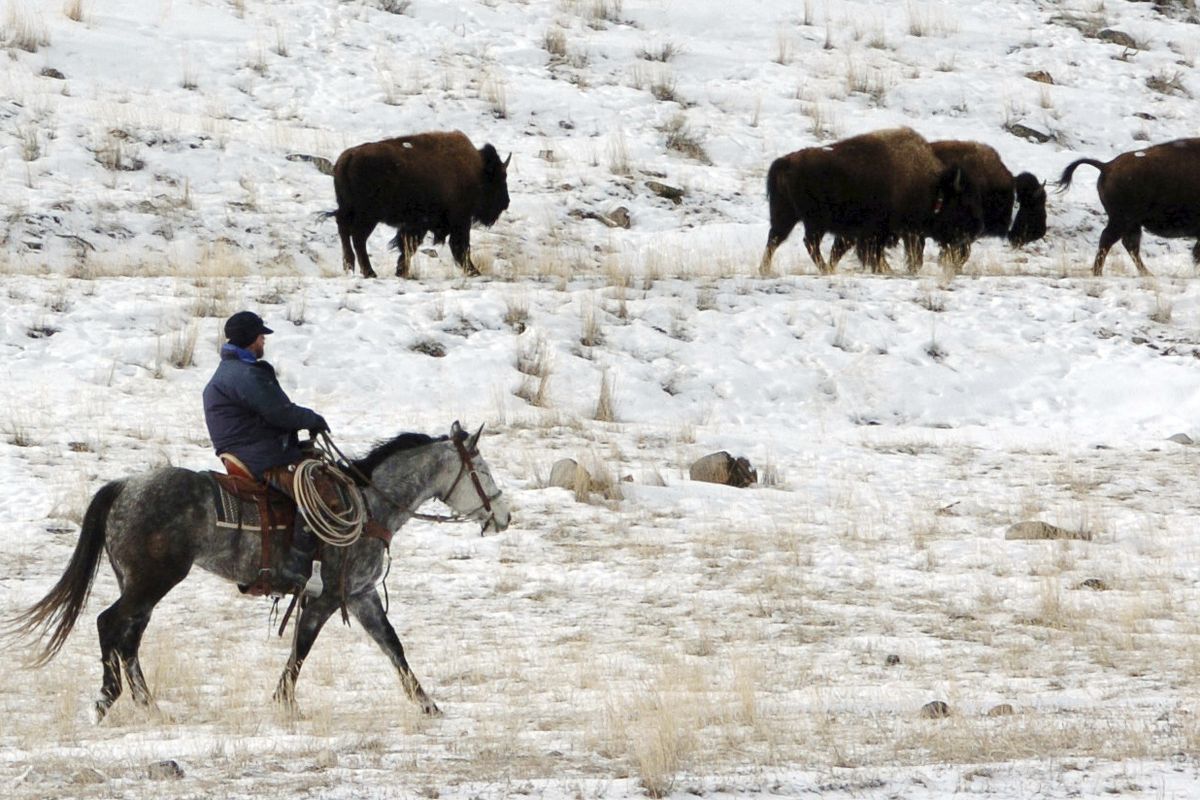 Bison from Yellowstone National Park are herded down the Yellowstone River valley toward Cutler Meadow in 2011 in the Gallatin National Forest, in Montana. Yellowstone National Park officials said in a 2018 briefing paper that they were ordered by then, Secretary of the Interior Ryan Zinke to manage the park’s bison “more actively like cattle on a ranch.”  (Matthew Brown)