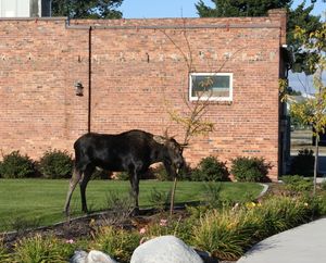 A moose munches a tree outside Post Falls City Hall on Tuesday, Sept. 21, 2010. Read more <a href="http://www.spokesman.com/blogs/hbo/2010/sep/21/scanner-moose-charges-bystanders/">on Huckleberries</a>. (Courtesy of Kit Hoffer)