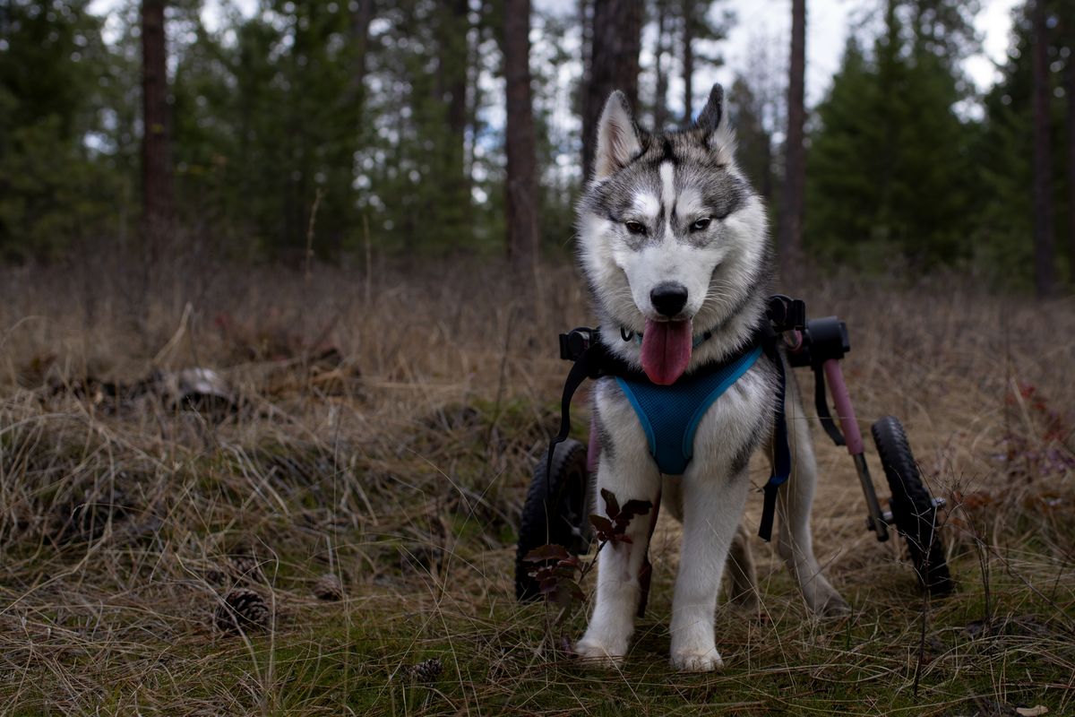 Otis, a husky puppy that uses a wheelchair, stops for a quick breather on a hike at Post Falls Community Forest.  (Angela Schneider Noses & Toes Pet Photography)