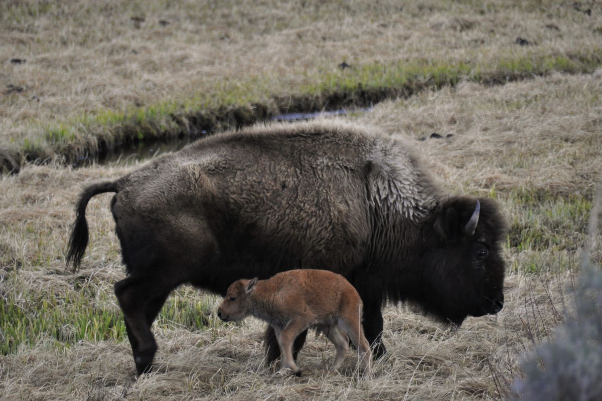 A bison calf, perhaps just a day old, wobbles to its feet in Yellowstone National Park. (Rich Landers)