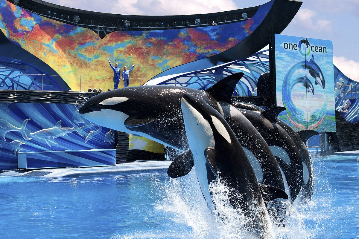 The new Shamu show “One Ocean” at SeaWorld in Orlando, Fla., debuted in April, replacing the well-worn “Believe” show.