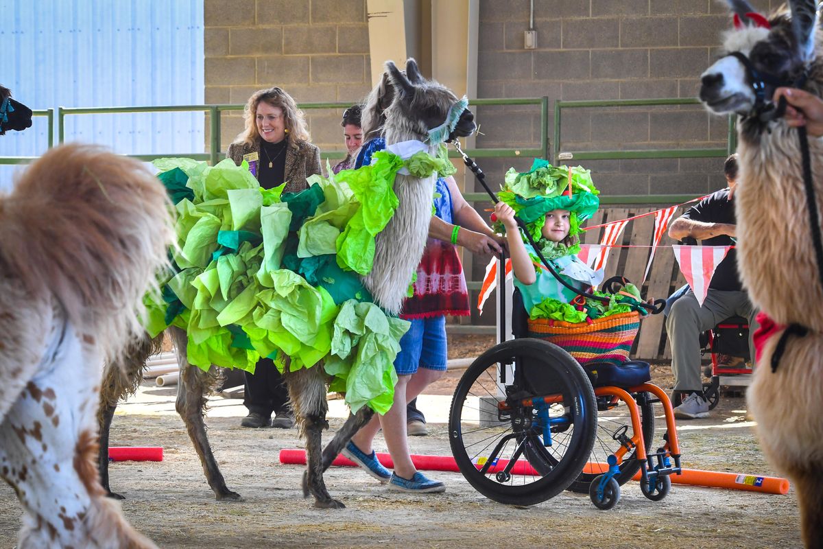 Kayla Wiggins, 12, parades her llama, Argento, past the judges as they compete in the llama costume contest, Saturday, Sept. 15, 2018, at the Spokane County Interstate Fair. The pair were dressed as salads and won Grand Champion for their efforts. (Dan Pelle / The Spokesman-Review)