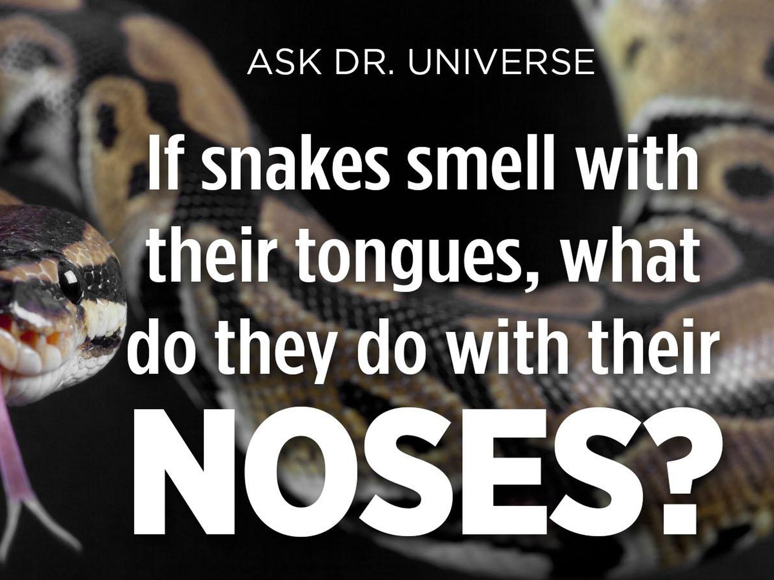 How Far Away Can Snakes Smell 