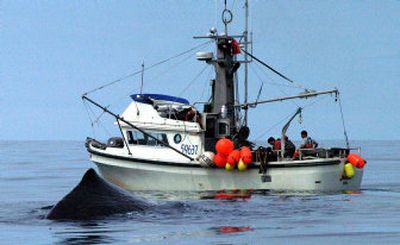 
Scientists believe sperm whales in the Gulf of Alaska, like the one seen in this May 2005 photo, may be homing in on the sounds of fishing boat engines to snatch sablefish hooked by longlines. 
 (Associated Press / The Spokesman-Review)