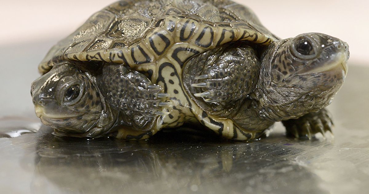 Two-headed baby turtle thrives at Massachusetts animal refuge | The ...