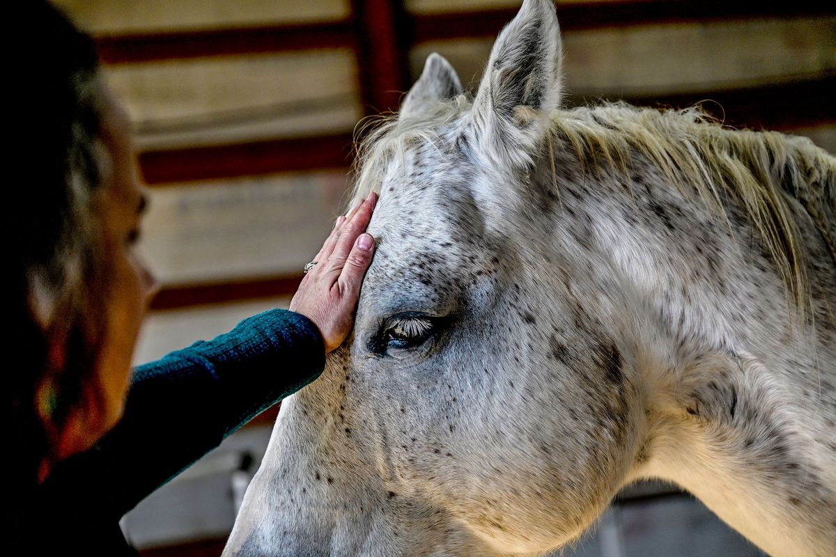 Jennifer Hammond works with Daisy before an equine therapy session at Wild Skye Healing in Spokane on Friday.  (KATHY PLONKA/THE SPOKESMAN-REVIEW)