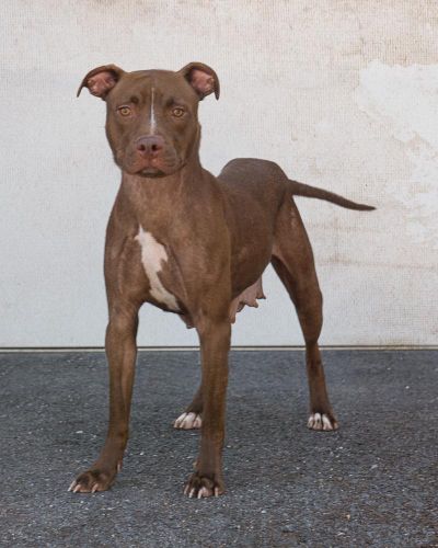 This female pit bull terrier is available for adoption at SCRAPS (Karen Fosberg / Courtesy photo)