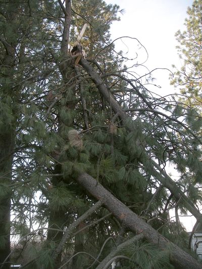 Loggers call these types of fallen branches and tops widowmakers for good reason. If you have trees that look like this, call in a professional arborist to remove them. They can easily shift and you can’t outrun their falling.
