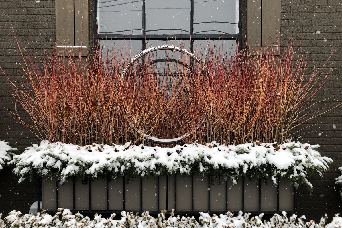 Dogwood twigs highlight a window box filled with noble fir and illuminated with a lighted-steel ring.  (Detroit Garden Works)