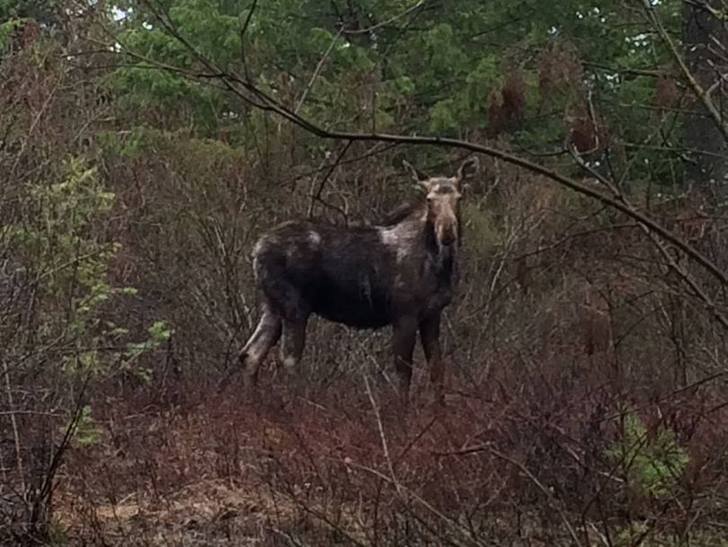 A moose in the Iller Creek area of Spokane Valley shows the grayish signs of tick infestation. (George Momany)