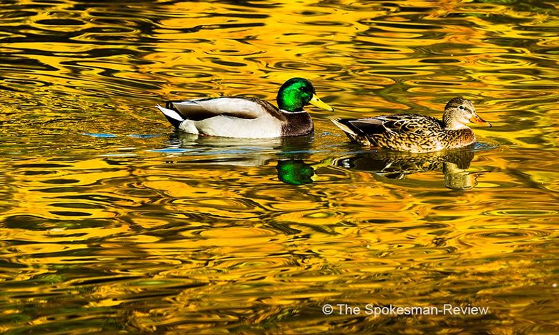 A pair of mallard ducks glide through the colorful reflections of trees lining Cannon Hill Park’s pond in Spokane recently. (Colin Mulvany/SR photo) (Colin Mulvany / The Spokesman-Review)