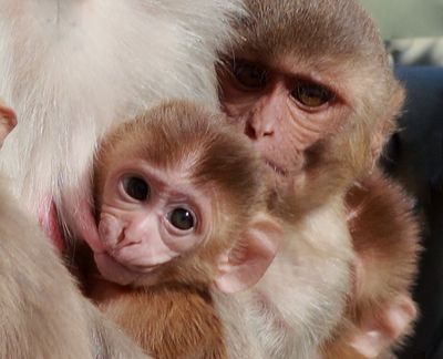 In a study of hundreds of milk samples, a Harvard University researcher found that nursing rhesus macaque monkeys, like those seen here, made different milk for daughters versus sons. (Associated Press)