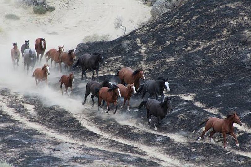 Wild horses whose range burned in the Soda Fire are gathered up in an emergency gather by the U.S. BLM (BLM photo)