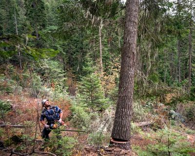 Sawyer Carl Spencer, a third-generation logger, looks up as he fells a tree on a Nez Perce-Clearwater National Forest timber sale in 2020 near Harvard, Idaho. The Senate version of the U.S. budget reconciliation bill calls for the U.S. Forest Service and Bureau of Land Management to increase logging. (Pete Caster/Lewiston Tribune file)