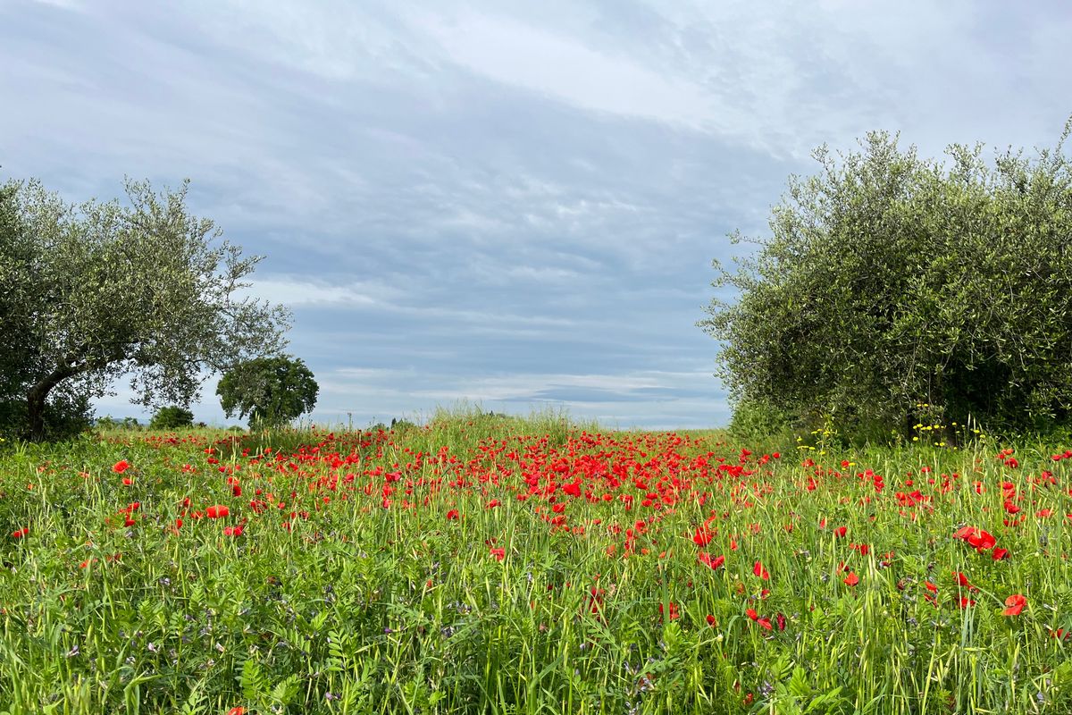 Heavy spring rains have left the ground soft and the poppies abundant in the Tuscany region of Italy. (Ammi Midstokke/For The Spokesman-Review)