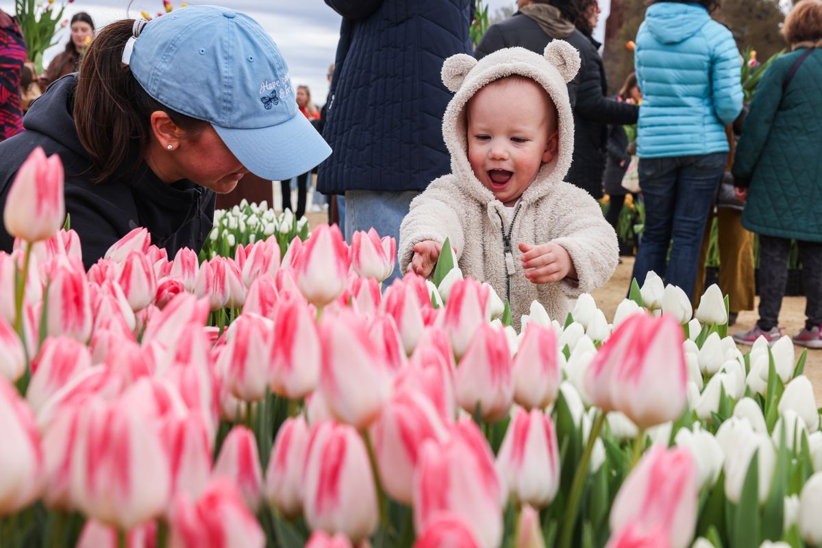 Sara McGovern and her 2-year-old daughter Abigail, from Leesburg, Va., were delighted with the flowers. (Washington Post )