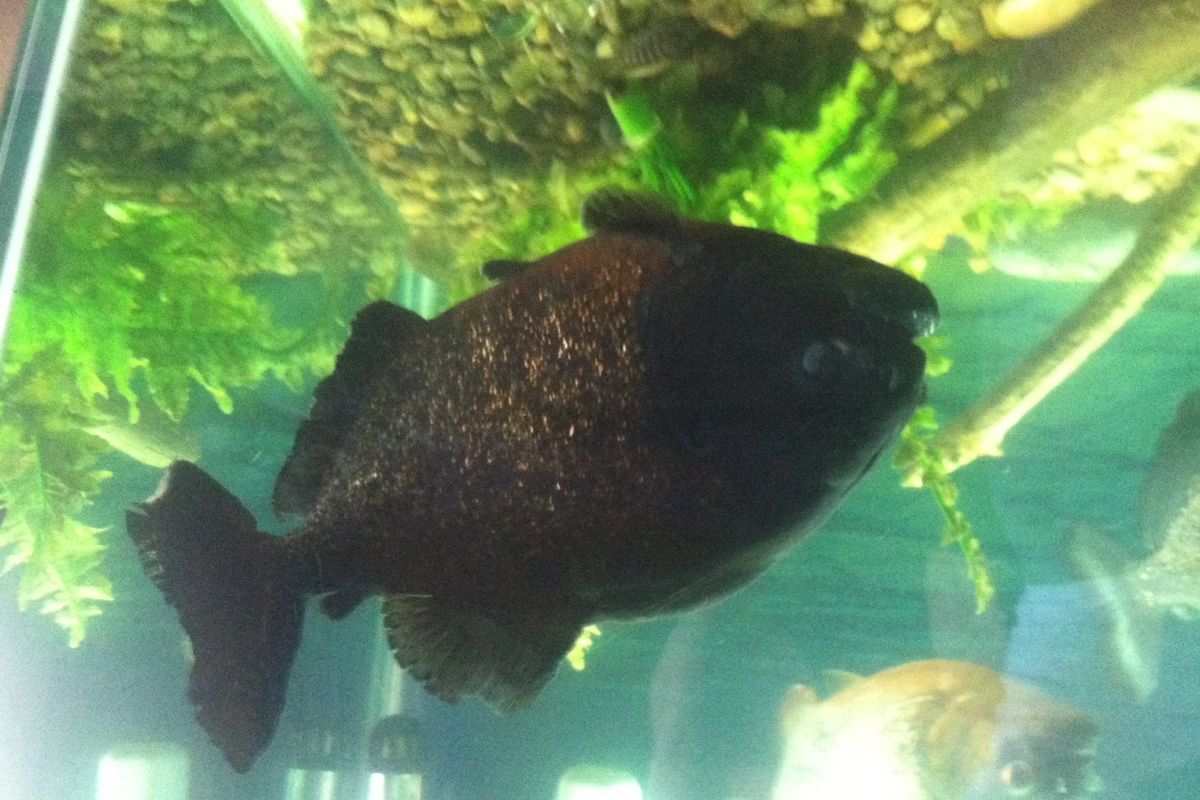 This piranha was seized from a South Hill apartment on Friday. (Washington Department of Fish and Wildlife)