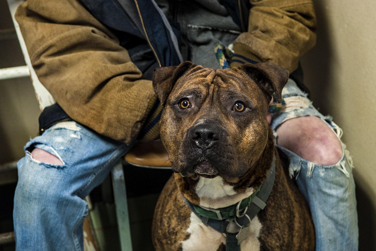 Mikki D, a pitbull/Shar-Pei mix, waits with his owner Pamela Pierce to be examined at the Union Gospel Mission vet clinic on Wednesday. The clinic is open from 9 a.m. to noon most Wednesdays. (Kathy Plonka / The Spokesman-Review)