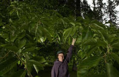 
Sally Sullivan holds the branch of the Bush American elm that was moved from Riverfront Park to the Finch Arboretum in 1989 after it was vandalized.
 (Jed Conklin / The Spokesman-Review)