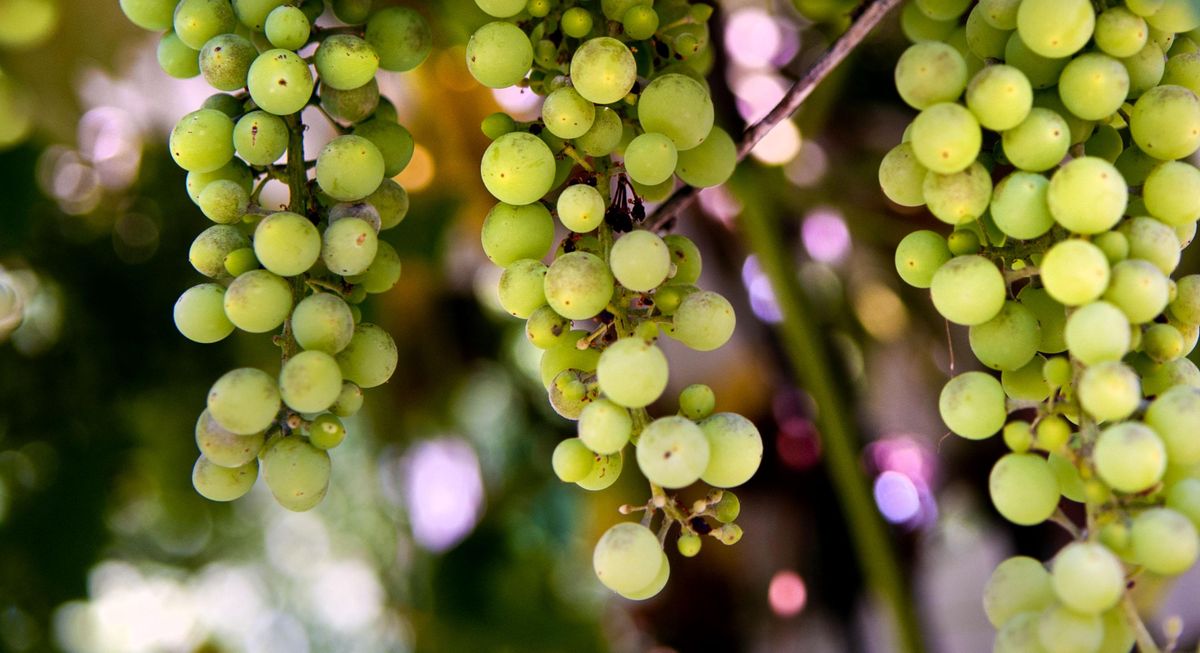 Grapes grow on the vine in Dan and Vicky Frickle