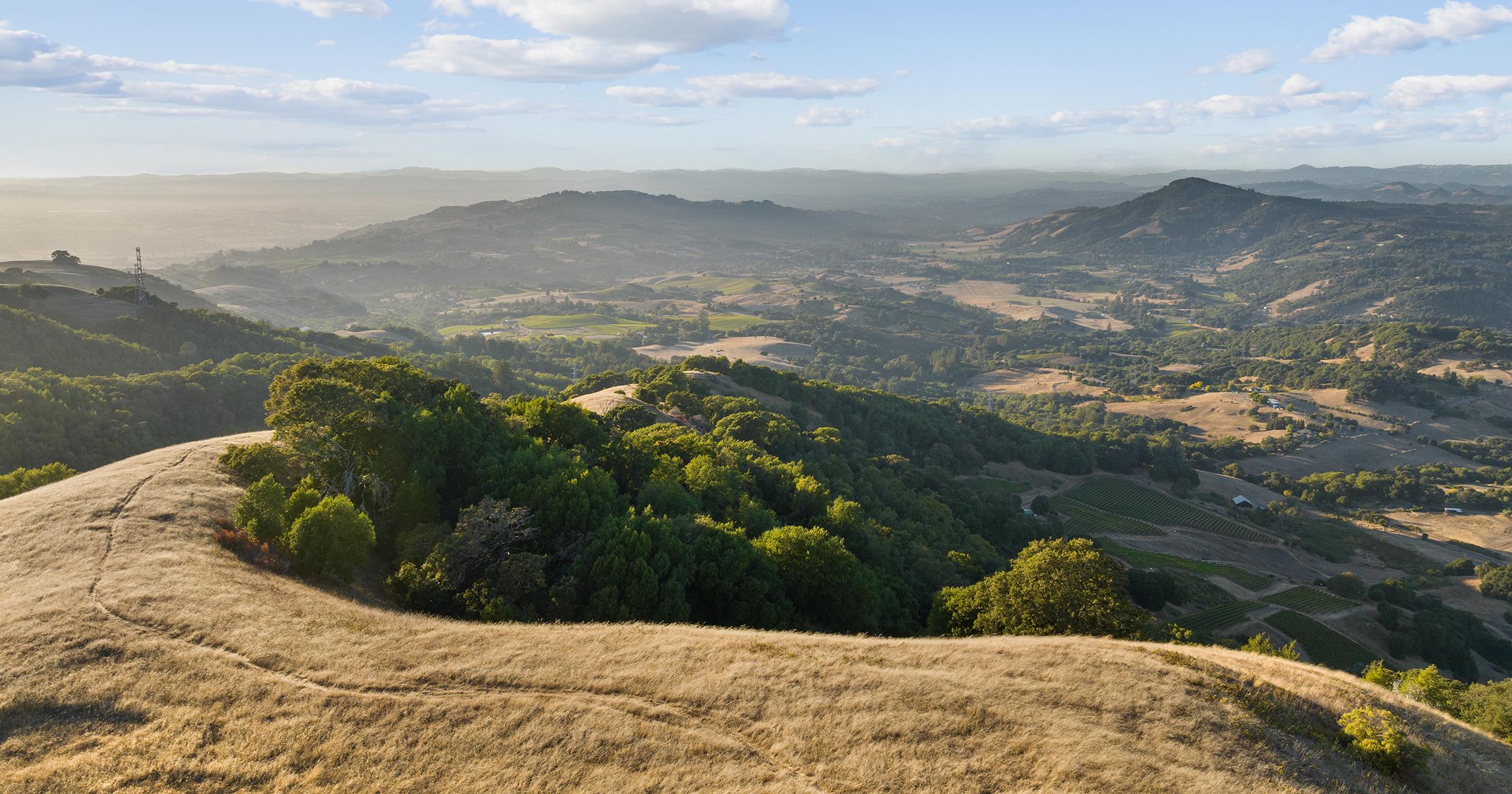 California's oldest family-owned winery declares bankruptcy as wine industry struggles