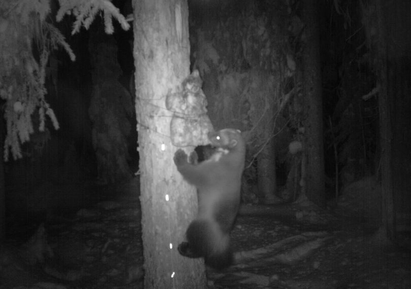 After checking their first round of rare forest carnivore monitoring stations in the first week of January 2012, Idaho Department of Fish and Game biologists discovered a wolverine had been caught on camera in the Selkirk Mountains of North Idaho.  The biologists have confirmed the wolverine visited the station twice.