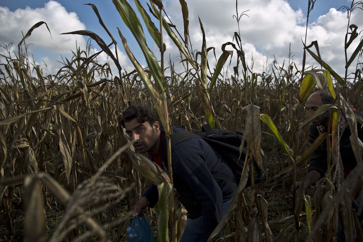 Syrian refugees hide from Hungarian police in a cornfield to avoid having their fingerprints taken, after crossing the Serbian-Hungarian border near Roszke, southern Hungary, Saturday. (Associated Press)
