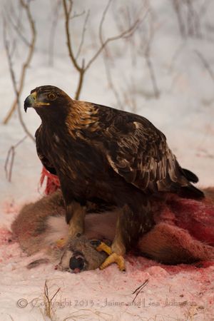 A golden eagle feeds on a road-killed deer. (Jaime Johnson)