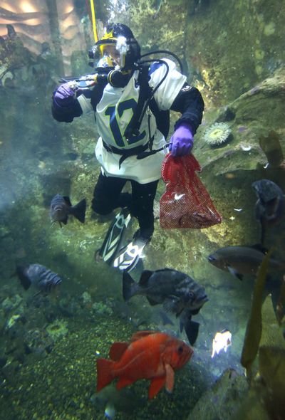 Are you ready for some dinner? Duncan Moore, a diver at the Seattle Aquarium, wears a Seattle Seahawks football jersey and holds a bag of fish food Friday while diving in the facility’s “Window on Washington Waters” exhibit. The aquarium plans to have divers show their support of the Seahawks daily during diving performances through Sunday, when the football team will face the Washington Redskins in an NFC wild card playoff game in Landover, Md. (Associated Press)