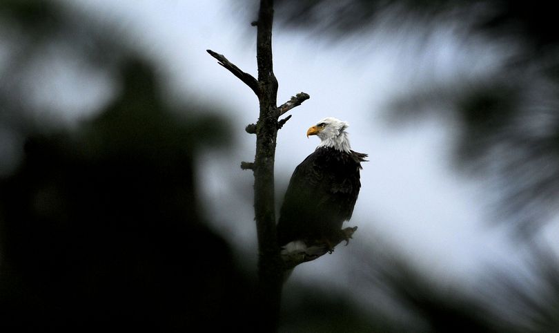 A bald eagle is perched on a branch at Higgens Point above Lake Coeur d'Alene on Thursday. Birdwatchers and photographers gather along the lake's eastern arm this time of year to watch the eagles. The birds migrate through the region on their way south each December. (Kathy Plonka)