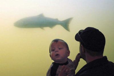 
Ten-month-old Colbey Hughes seems distracted as his father, Scott Hughes, watches fish ladder activity under the Bonneville Dam, where chinook salmon are arriving in sustained numbers.
 (Torsten Kjellstrand  Oregonian / The Spokesman-Review)