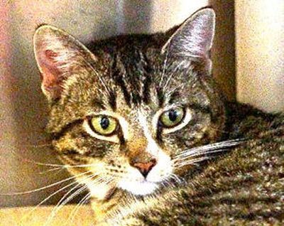 <!-- Feature creature  -->