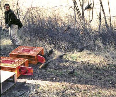 Mountain quail burst into the air quickly after the doors to their crates are opened March 12, in the Asotin Creek drainage in southeastern Washington.
(Associated Press / The Spokesman-Review)