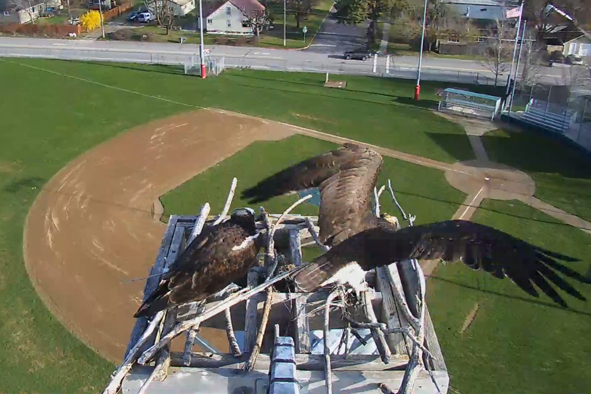 A web cam watches an osprey pair courting on a nesting platform at Sandpoint