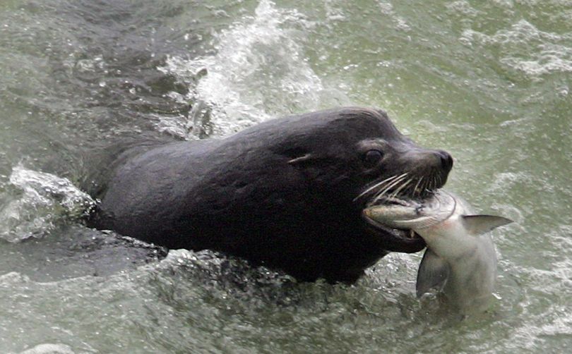 A sea lion catches an endangered chinook salmon migrating up the Columbia River just below the spillway at Bonneville Dam, Wash., in April 2007. (Associated Press)